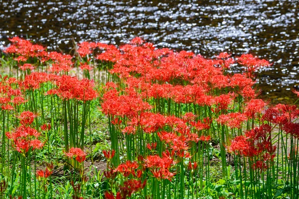 Rode spin lily — Stockfoto