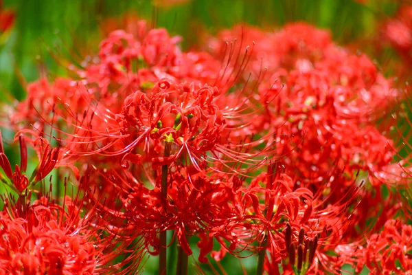 Red spider lily — Stock Photo, Image