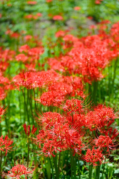 Red spider lily — Stock Photo, Image