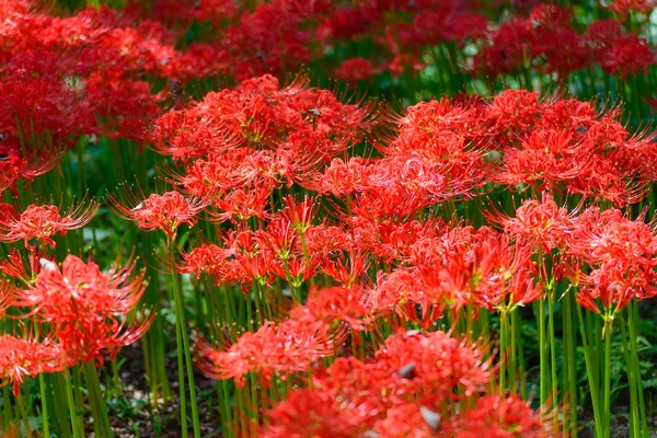 Red spider lily — Stock Photo, Image