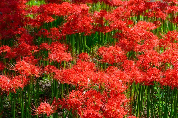 Red spider lily — Stock Photo, Image