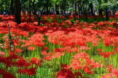kırmızı örümcek zambak