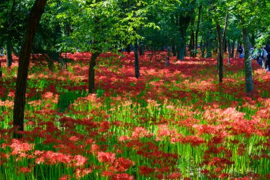 kırmızı örümcek zambak
