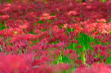 kırmızı örümcek zambak