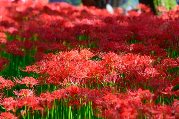 Red spider lily — Stock Photo, Image