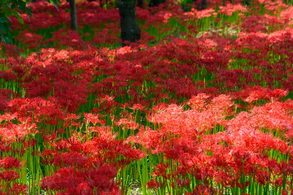 Giglio ragno rosso — Foto Stock