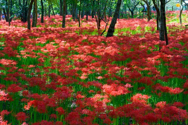 Lírio-aranha vermelho — Fotografia de Stock