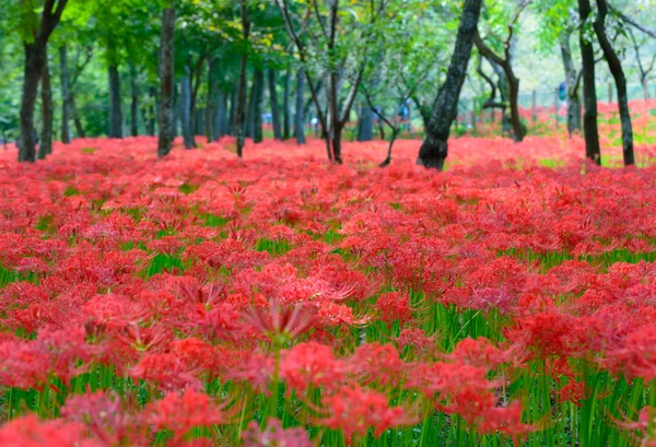 Lírio-aranha vermelho — Fotografia de Stock