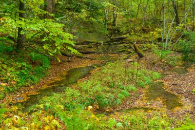 Kamikochi: Nagano, Japan