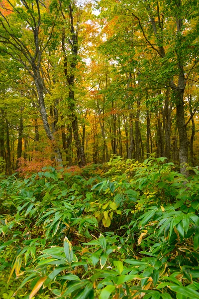 Őszi lombozat, Aomori, Japán — Stock Fotó