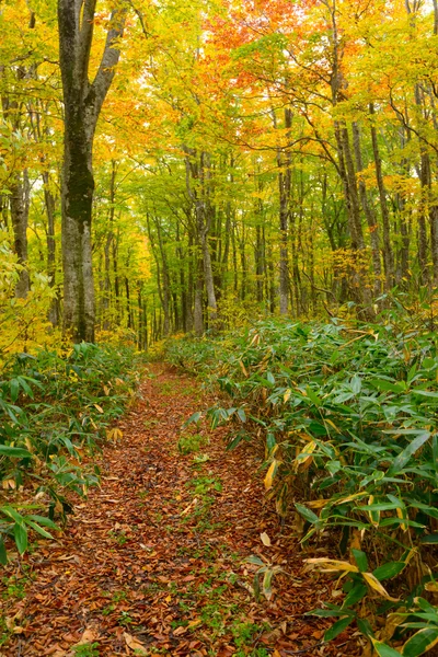 Őszi lombozat, Aomori, Japán — Stock Fotó