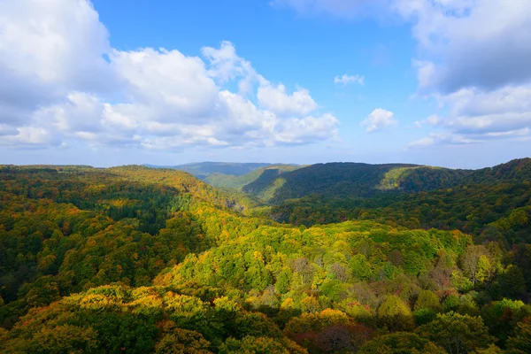 Herfst gebladerte in Aomori, Japan — Stockfoto