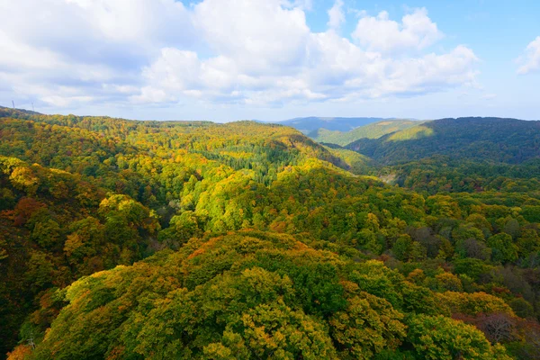 Herfst gebladerte in Aomori, Japan — Stockfoto