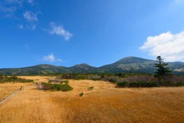 Sonbahar yaprakları: Aomori, Japan