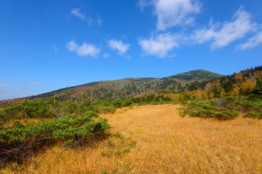 Sonbahar yaprakları: Aomori, Japan