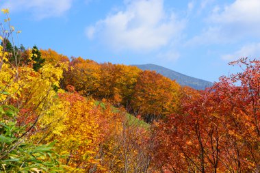 Autumn foliage in Aomori, Japan clipart