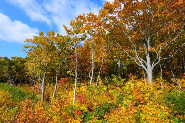 Őszi lombozat, Aomori, Japán — Stock Fotó