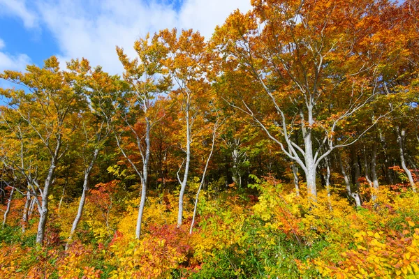 Őszi lombozat, Aomori, Japán — Stock Fotó