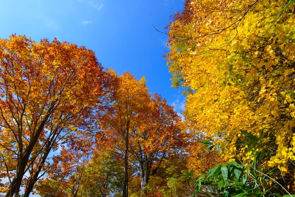 Autumn foliage in Aomori, Japan — Stock Photo, Image