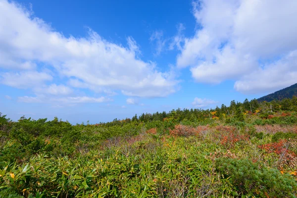 Őszi lombozat, Aomori, Japán — Stock Fotó