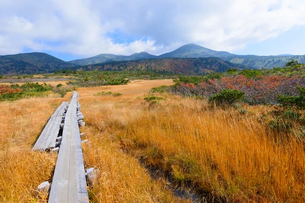 Folhagem de outono em Aomori, Japão — Fotografia de Stock