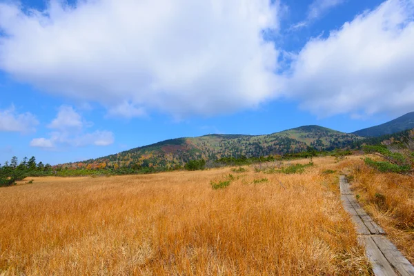 Herfst gebladerte in Aomori, Japan — Stockfoto