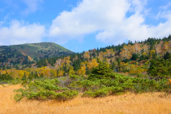 Podzimní listí v Aomori, Japonsko — Stock fotografie