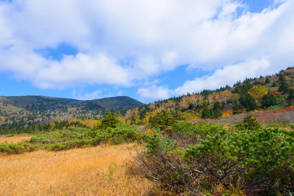 Sonbahar yaprakları: Aomori, Japan — Stok fotoğraf