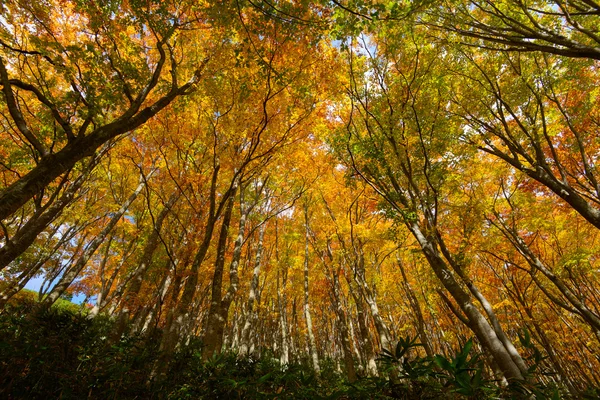 Folhagem de outono em Aomori, Japão — Fotografia de Stock