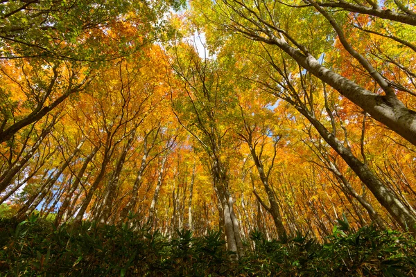 Folhagem de outono em Aomori, Japão — Fotografia de Stock