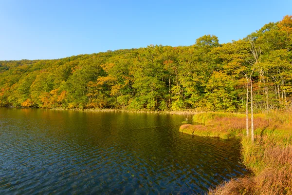 Herfst gebladerte in Aomori, Japan — Stockfoto