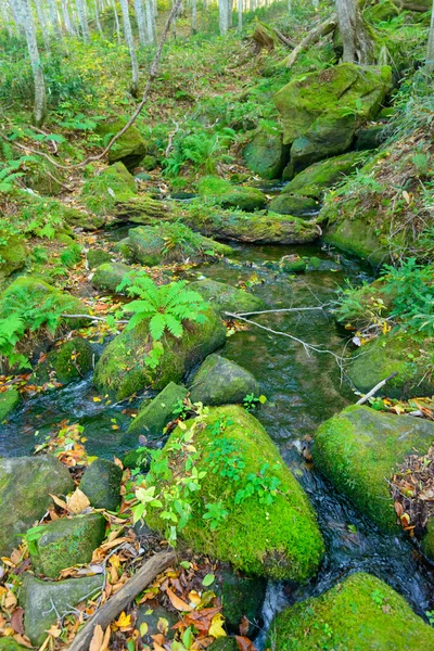 Podzimní listí v Aomori, Japonsko — Stock fotografie