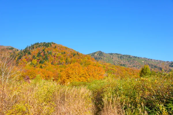 Feuillage d'automne du mont Hachimantai — Photo