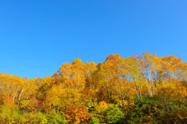 Mt.Hachimantai sonbahar yaprakları