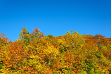 Mt.Hachimantai sonbahar yaprakları
