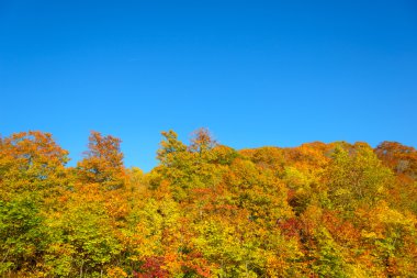Mt.Hachimantai sonbahar yaprakları