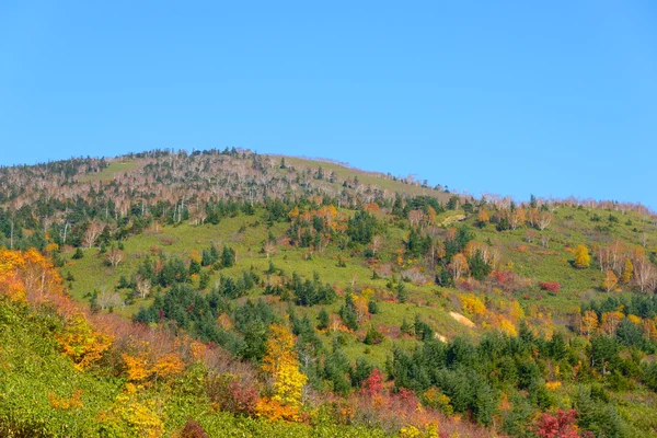 Осенняя листва горы Хачимантай — стоковое фото