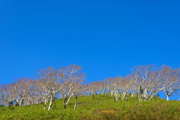 Herbstblätter von mt.hachimantai — Stockfoto