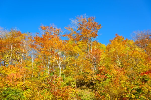 A Mt.Hachimantai őszi lombozat — Stock Fotó