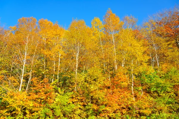 Autumn foliage of Mt.Hachimantai — Stock Photo, Image