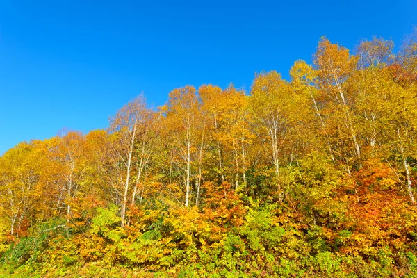 Höstlöven av Mt.Hachimantai — Stockfoto