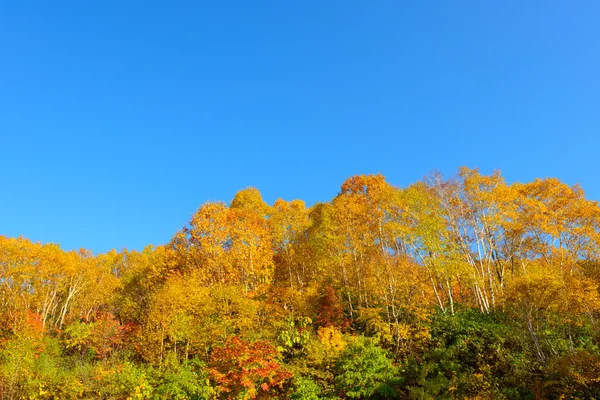 八岛台山红叶 — 图库照片