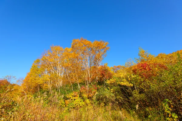 Autumn foliage of Mt.Hachimantai — Stock Photo, Image