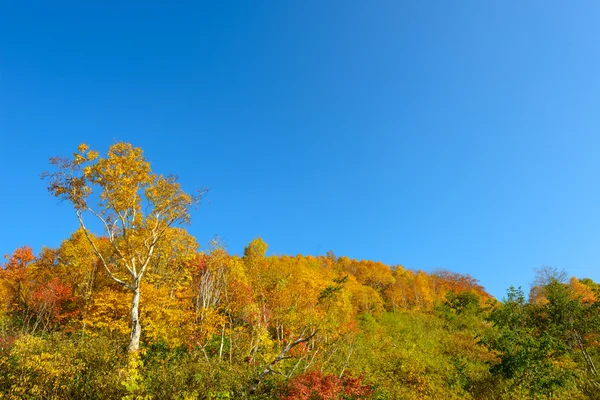 Autumn foliage of Mt.Hachimantai — Stock Photo, Image