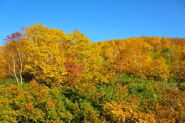 A Mt.Hachimantai őszi lombozat — Stock Fotó