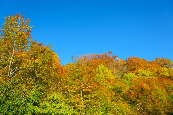 A Mt.Hachimantai őszi lombozat — Stock Fotó
