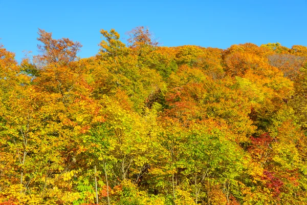 A Mt.Hachimantai őszi lombozat — Stock Fotó