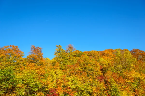 A Mt.Hachimantai őszi lombozat — Stock Fotó