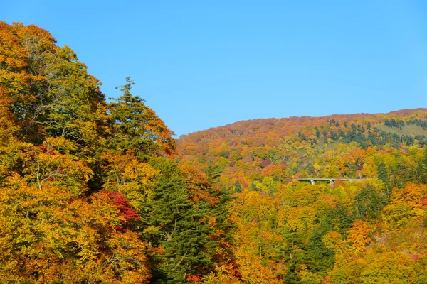 Herfst gebladerte van Mt.Hachimantai — Stockfoto