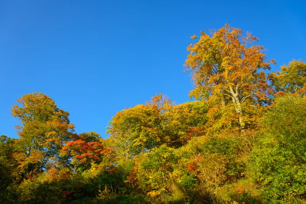 Höstlöven av Mt.Hachimantai — Stockfoto